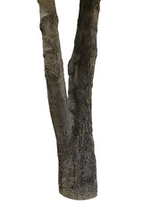 Naklejka premium tree bark texture isolated on white