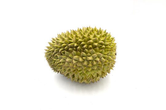 Whole tropical fruit durian on white background. Tasty fruit with awfull smell. Exotic fruit durian studio photo