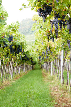 Bunches of ripe red grapes ready to be picked up and will become a tasty wine like Valpolicella, Amarone or Recioto