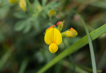 little yellow miracle