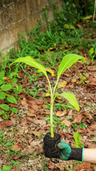 Man planting a young Pisang Awak banana in an orchard.