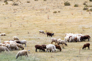 a flock of sheep grazing on the hill