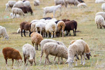 a flock of sheep grazing on the hill