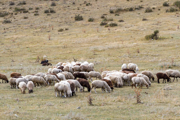 Obraz premium a flock of sheep grazing on the hill