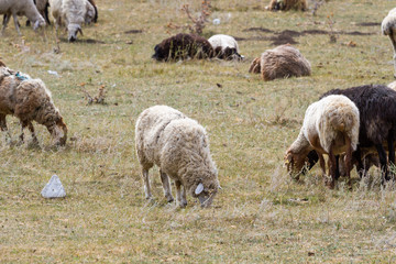 a flock of sheep grazing on the hill