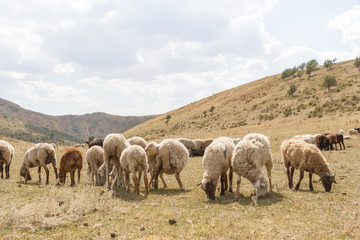 Naklejka na ściany i meble a flock of sheep grazing on the hill
