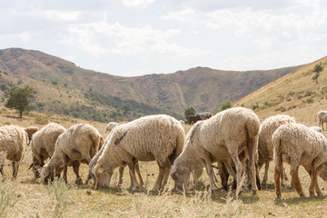 Obraz premium a flock of sheep grazing on the hill