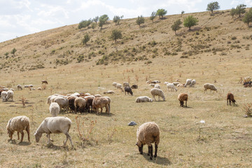 Fototapeta premium a flock of sheep grazing on the hill