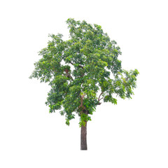 Fototapeta premium green tree isolated on white background