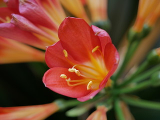 Fototapeta premium flowers