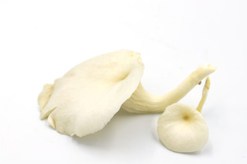 Oyster mushroom closeup photo on white background. Agriculture champignone. Edible cultivated mushroom
