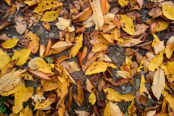 Background with fallen autumn leaves on the ground
