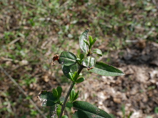 plant