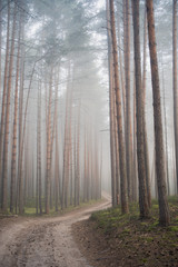 Pine forest in the early morning