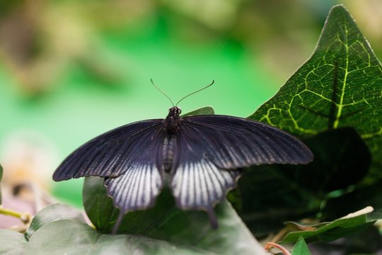 Butterfly Sitting On Leaf