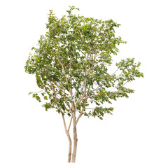Isolated tree on white background