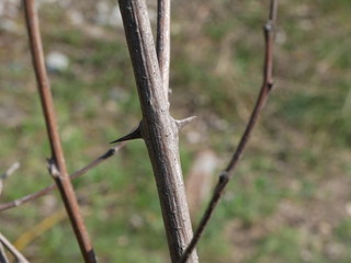 NATURE ART