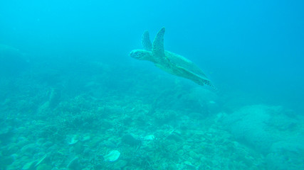 Underwater sea life