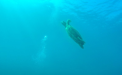 Fototapeta na wymiar Underwater sea life