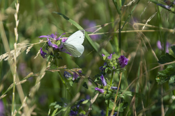 Kohlweißling auf einer Wildblume