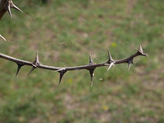 NATURE ART