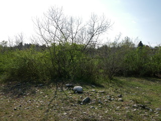 plant