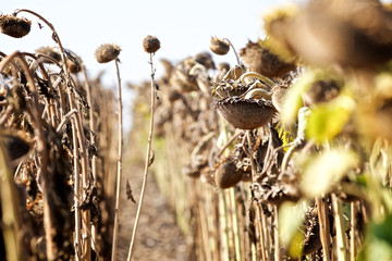 ripe sunflower on the field