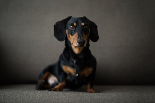 Dachshund, pure bred miniature dog siting on a sofa, black and tan, selective focus