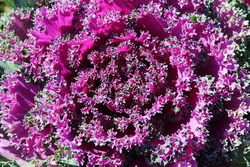 Background large lilac flower is similar to cabbage