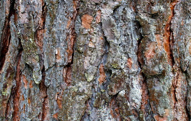 texture of bark tree pine brown color background