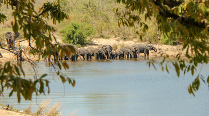 Safari in South Africa