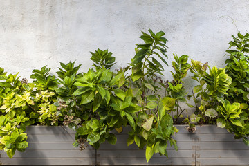 Green plants in wooden pots on steet of Tenedos (Bozcaada) Island by the Aegean Sea