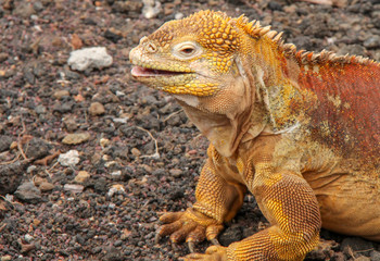 Galapagos wild life