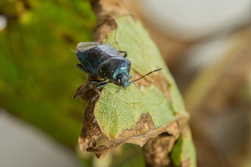 cute little bug wandering on a rusted leaf macro photo