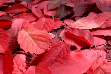 texture red autumn leaves are scattered around the table