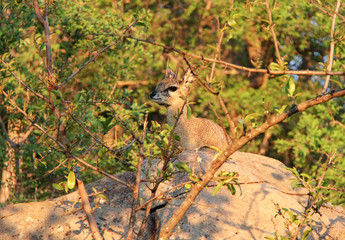 Safari in South Africa