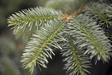  РУССКИЙ Зелёная пушистая ель макро. Еловая ветвь. 41 / 10000 АНГЛИЙСКИЙ Перевести вGoogleBing Green fluffy spruce macro. Spruce branch.