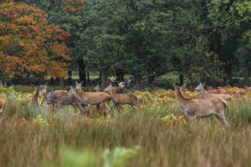 Red Deer