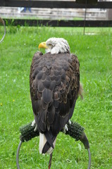 Retrato Águila