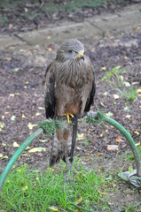 Retrato águila