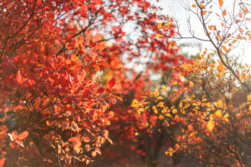 Red bushes and tree leaves in beautiful autumn park