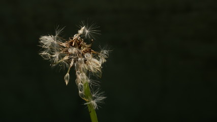 dandelion 2