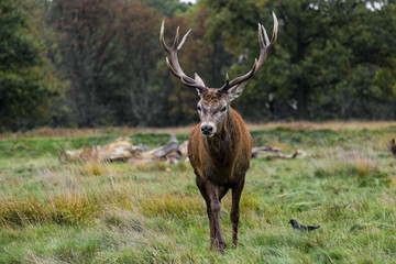 Red Deer