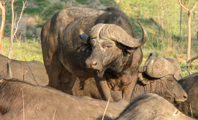 Fototapeta premium wildlife on safari