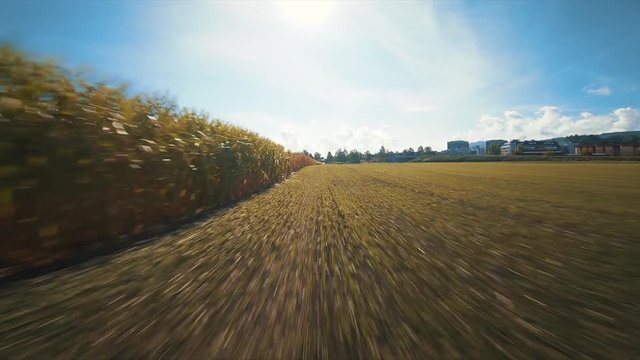 Flying hear corn field