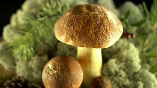 Forest mushrooms. Cepes. Natural product. Delicacy Rotation 4K
