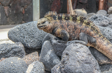 Galapagos wild life