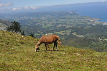 Plakat Paisaje montaña y caballo