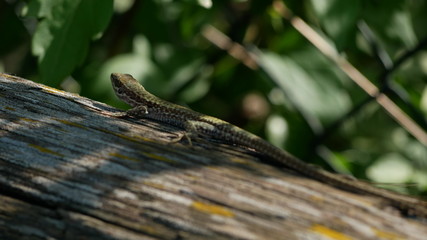 lizard 10