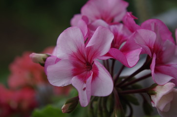 Fototapeta premium pink flower of geranium